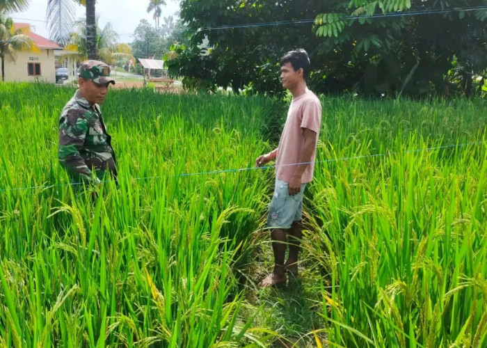 Wujudkan Swasembada Pangan, Babinsa Dampingi Kegiatan Pompanisasi Petani