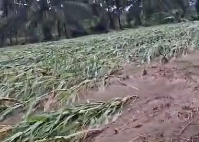   Ratusan Hektare Lahan Pertanian di Seluma Rusak Diterjang Banjir, Petani Merugi Besar