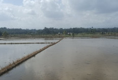 300 Ha Lahan Sawah di Kecamatan Talo, Mulai Tanam 