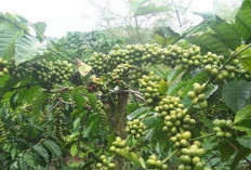 Masih Stabil dan Mahal, Harga Kopi di Seluma Rp 60 Ribu Per Kg