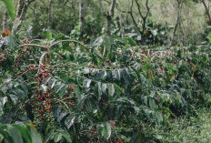 Harga Biji Kopi di Sekalak Rp 50 Ribu Per Kg,  Jalan Rusak dan Susah  Pupuk Jadi Kendala