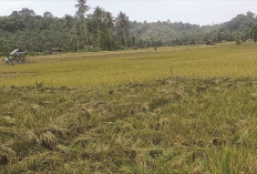 Lahan Sawah Petani Diserang  Jamur, Ulat, dan Tikus