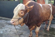 Sapi  Presiden Direncanakan Dikurbankan di Masjid Al Ikhlas Seluma