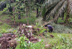 Tebang Pohon Sawit Warga, Pemilik Ancam Laporkan PLN Tais ke Polres Seluma