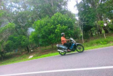 Penataan Hutan Kota  Terbentur Anggaran