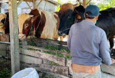 Prabowo Kurban Sapi Berbobot 800 Kg hingga 1,3 Ton, Jenis Angus hingga Limousin