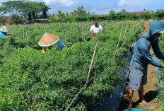 Sudah 2 Pekan, Harga Cabai Merah Bertahan Rp 25-28 Ribu