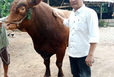 Kabupaten Seluma, Terima Sapi Kurban Bantuan Presiden, Bobot Capai 900 Kilogram