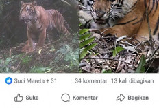 Info Harimau Masuk Desa di Seluma Utara, Hoax, Warga Seluma Utara Dihimbau Tetap Tenang
