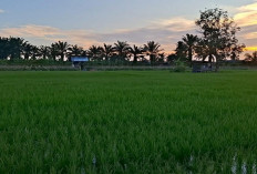 Petani Padi di Seluma, Keluhkan Harga Pupuk Diduga Melebihi HET