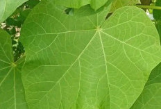 Daun Jarak, Herbal Alami yang Paling Sering Dicari untuk Obat Sariawan