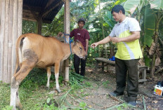 Program Ketahanan Pangan, Bagikan 19 Sapi