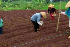 Langkah-Langkah Penanaman Jagung Untuk Hasil Panen Optimal