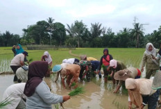 Sukseskan Program Ketahanan Pangan Babinsa Koramil Bantu Petani Tanam Padi