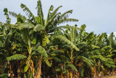 Mengapa Pohon Pisang Harus Ditebang Setelah Berbuah? Ini Penjelasannya