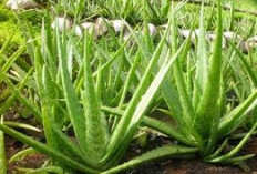 Beberapa Manfaat Lidah Buaya untuk Kesehatan Rambut