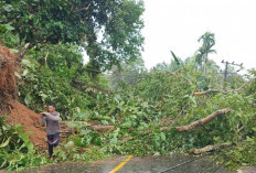 Hujan Badai, Pohon  Tumbang Tutupi Akses Jalan, Mati Lampu Hingga 6 Jam