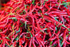 Harga Sembako Alami Kenaikan, Cabai Merah Tembus Rp 66 Ribu Per Kg