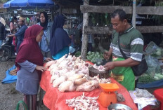 Awal Ramadan, Harga Ayam Potong Turun