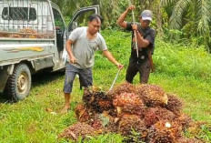 Menjelang Ramadhan, Harga TBS Kelapa Sawit di Seluma Berangsur Turun