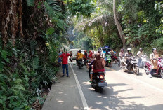 Cegah Pohon Tumbang, Satlantas Polres Seluma dan DLH Tebang Pohon Kering di Jalur Bengkulu–Manna