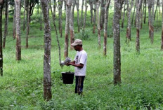 Getah Karet Terus Naik, Tapi Musim Hujan Jadi Penghalang