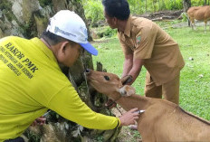 Vaksin Hewan Milik Peternak, Tim Panter Distan Tanggapi Laporan Masyarakat Ternak Sakit