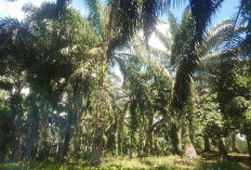 Buah Sawit Semakin Berkurang, Petani Sawit Mengeluh