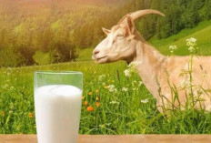 Sederet Manfaat Susu Kambing Etawa, untuk Kesehatan