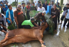Bacaan Doa Saat Menyembelih Hewan Qurban dan Penjelasannya