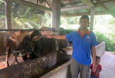 Harga Sapi Jantan Naik, Jelang Idul Adha Dipresdikasi Akan Meroket