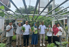 DKP Bengkulu Selatan Ajak Berkebun di Pekarangan Rumah