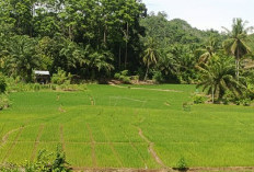 Petani di Masmambang Keluhkan  Irigasi, Sawah Mereka Kekurangan Air