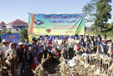 Gagal Panen, Jagung di Seluma Langka