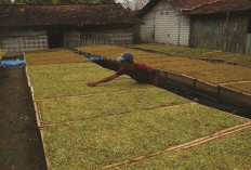 Aturan Baru Dinilai Bisa Melemahkan Industri Tembakau Nasional