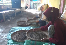 Harga Turun, Petani Kopi Robusta Cemas