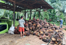 TBS Sawit di RAM Padang Pelasan Rp 2,210, Wilayah Talo Rp 2000 