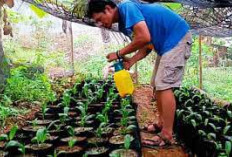 Dua Metode Penyemaian Kelapa Sawit, Kunci Sukses Budidaya