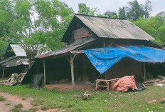 Harga Bata Merah, Tembus Rp 500 Rupia Per Buah