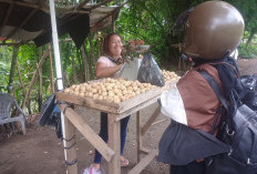 Musim Duku, Penjual Duku di Padang Pelasan Mulai Menjamur