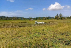 Tingkatkan Suwasembada Pangan, Distan Gandeng Petani