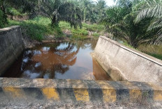 Proyek Jembatan Dana Desa Padang Kelapo Diduga Sisakan Utang Rp35 Juta, Pekerja Ancam Lapor ke APH