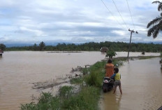 Padi dan Jagung Rusak Diterjang Banjir, Petani Tak Lagi Dapat Asuransi