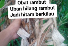 Daun Pisang Kering, Obat Alam yang Kaya Manfaat