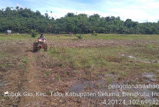 300 Hektar Lahan Sawah di Talo, Sedang Pengelolaan Lahan