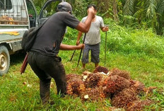 Pabrik CPO Mulai Beroperasi, Petani Sawit di Seluma Mulai Panen TBS