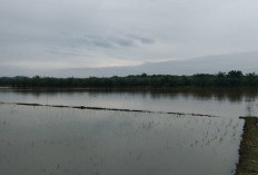 Puluhan Hektare Sawah di Air Latak, Terendam Banjir