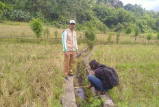 Pemkab Seluma, Dapat Program Optimalisasi Lahan Non Rawa Seluas 2.700 Hektare, Rp 11 Miliar