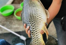 Racikan Umpan Jitu untuk Ikan Mas, Rahasia Sukses Mancing di Kolam