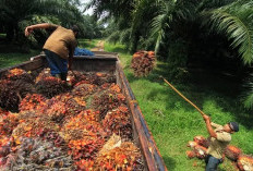 Seminggu Sebelum Lebaran, Pembelian Sawit Dihentikan